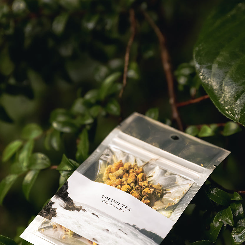 Cozy Chamomile